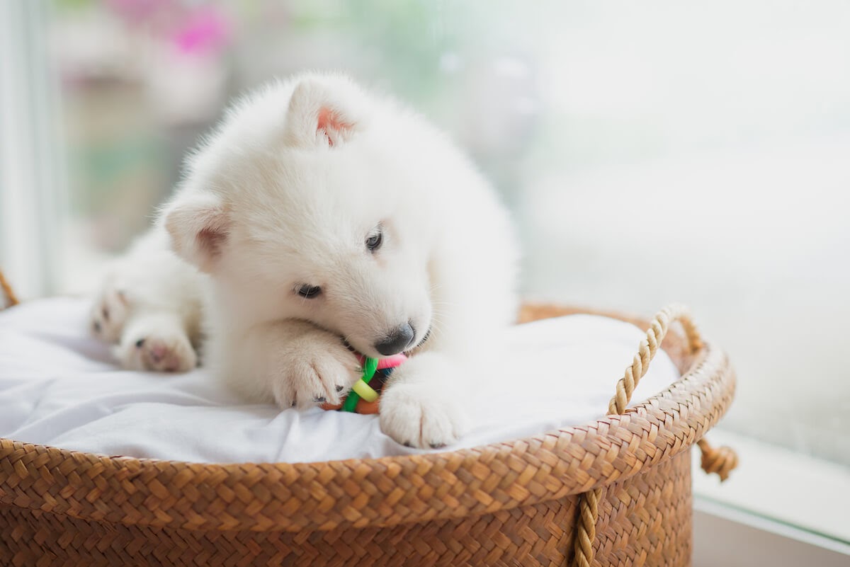 10 Separation Anxiety Solutions To Calm Your New Puppy